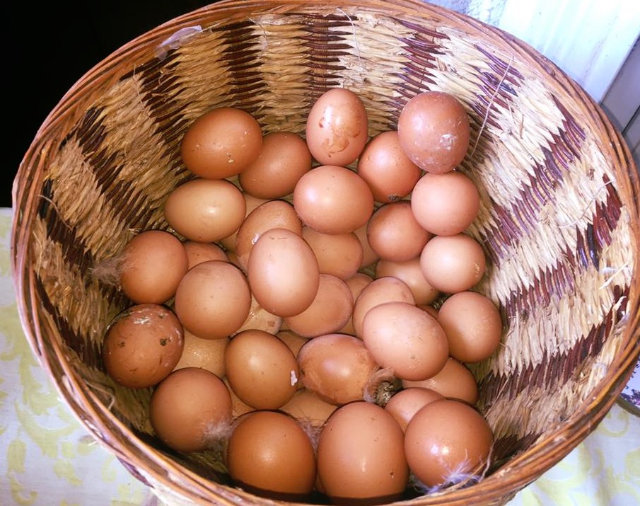 Prodotti azienda agricola corcolle uova fresche